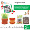 ชุดปลูกต้นข้าวสาลี