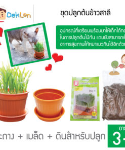 ชุดปลูกต้นข้าวสาลี